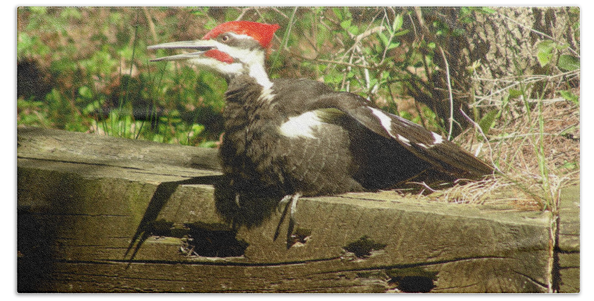 Faunagraphs Bath Towel featuring the photograph Pileated Woodpecker1 by Torie Tiffany