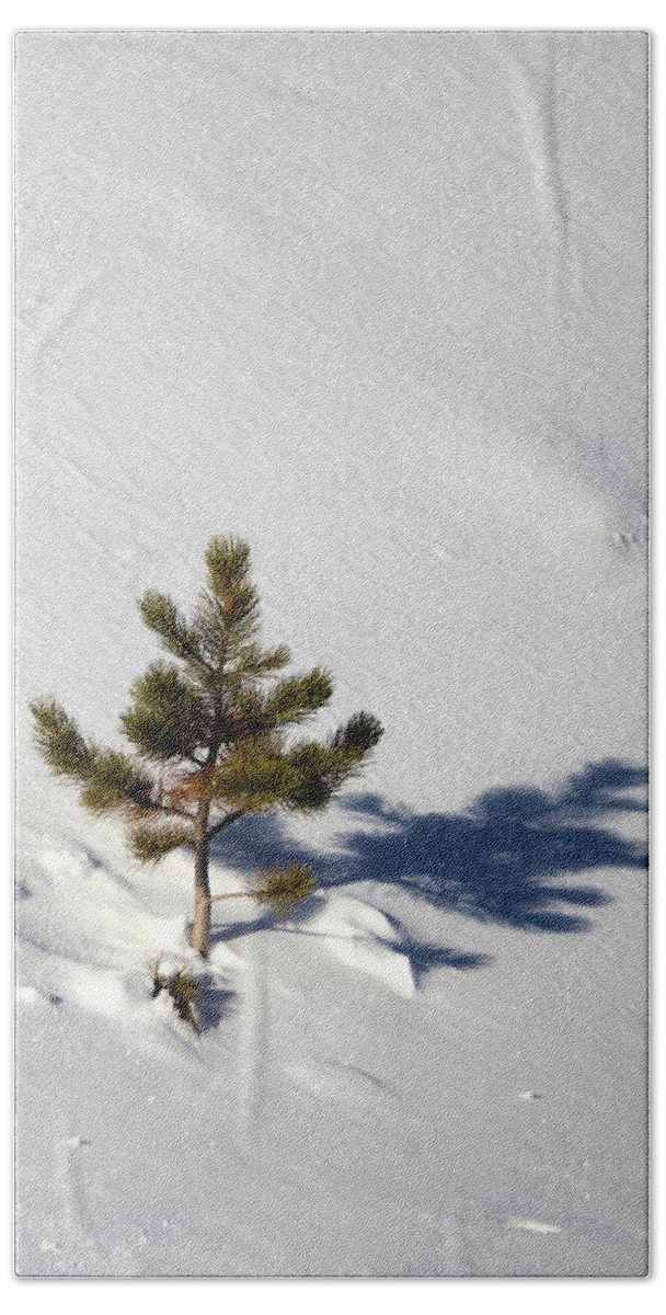 Pine Bath Towel featuring the photograph Pine Shadow by Shane Bechler