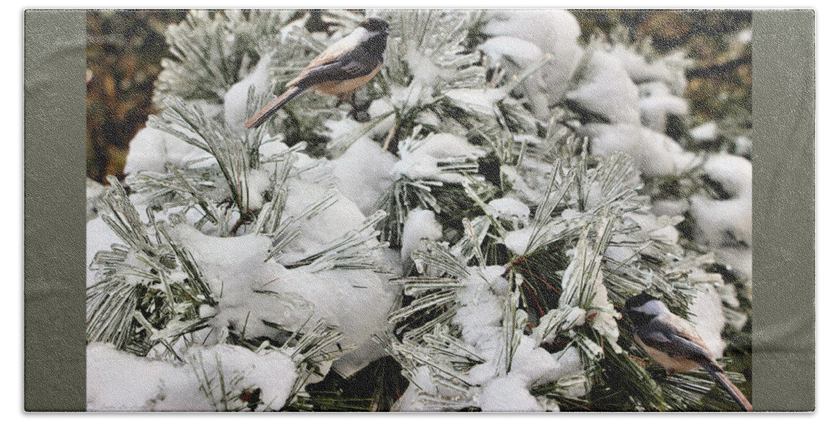 Birds Hand Towel featuring the photograph Pine Tree Ice and Black-capped Chickadees by Sandra Huston