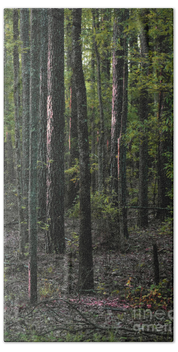 Nature Hand Towel featuring the photograph Pine Wood Sunrise by Skip Willits