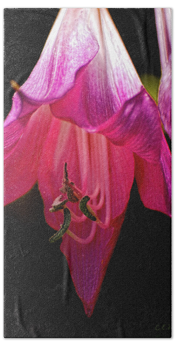 Flower Bath Towel featuring the photograph Pink Aglow by Christopher Holmes