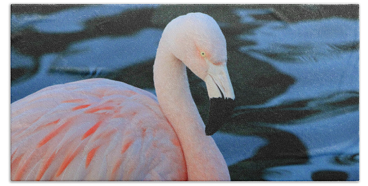 Flamingo Hand Towel featuring the photograph Pink and Black by Shoal Hollingsworth