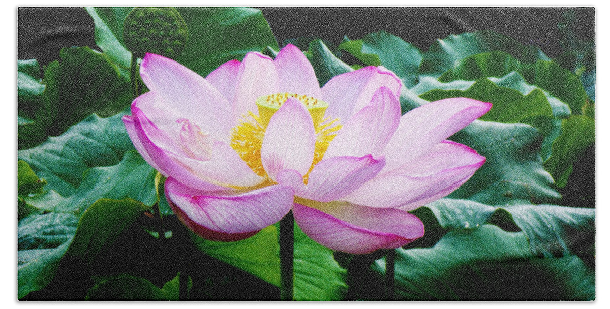 11u Hand Towel featuring the photograph Pink and Green Floral Garden Ballet 11u Lotus Bloom by Ricardos Creations