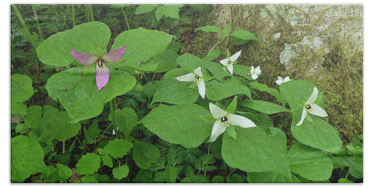 Plants Hand Towel featuring the photograph Pink and White Trillium by Alan Lenk