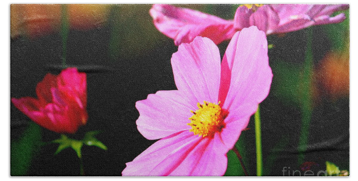 Floral Bath Towel featuring the photograph Pink and Yellow Cosmo by James Eddy