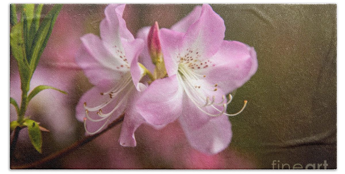 Maine Bath Towel featuring the photograph Pink Blossom by Karin Pinkham