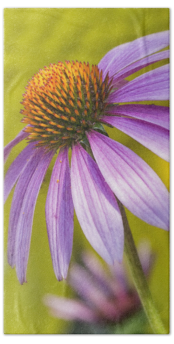 Maryland Hand Towel featuring the photograph Pink Coneflower by Robert Fawcett