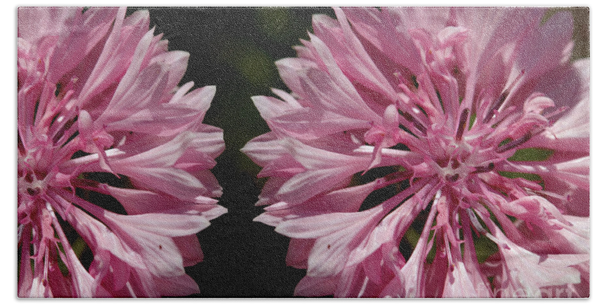 Cornflower Bath Towel featuring the photograph Pink cornflowers by Baggieoldboy