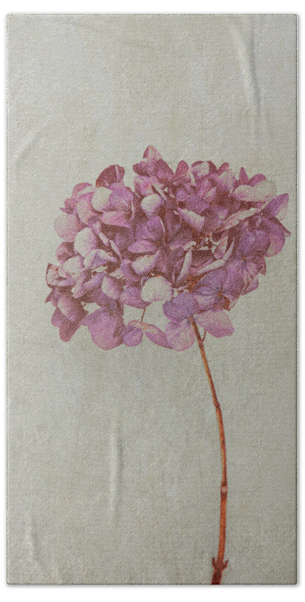 Beauty Bath Towel featuring the photograph Pink Dried Hydrangea by Maria Heyens