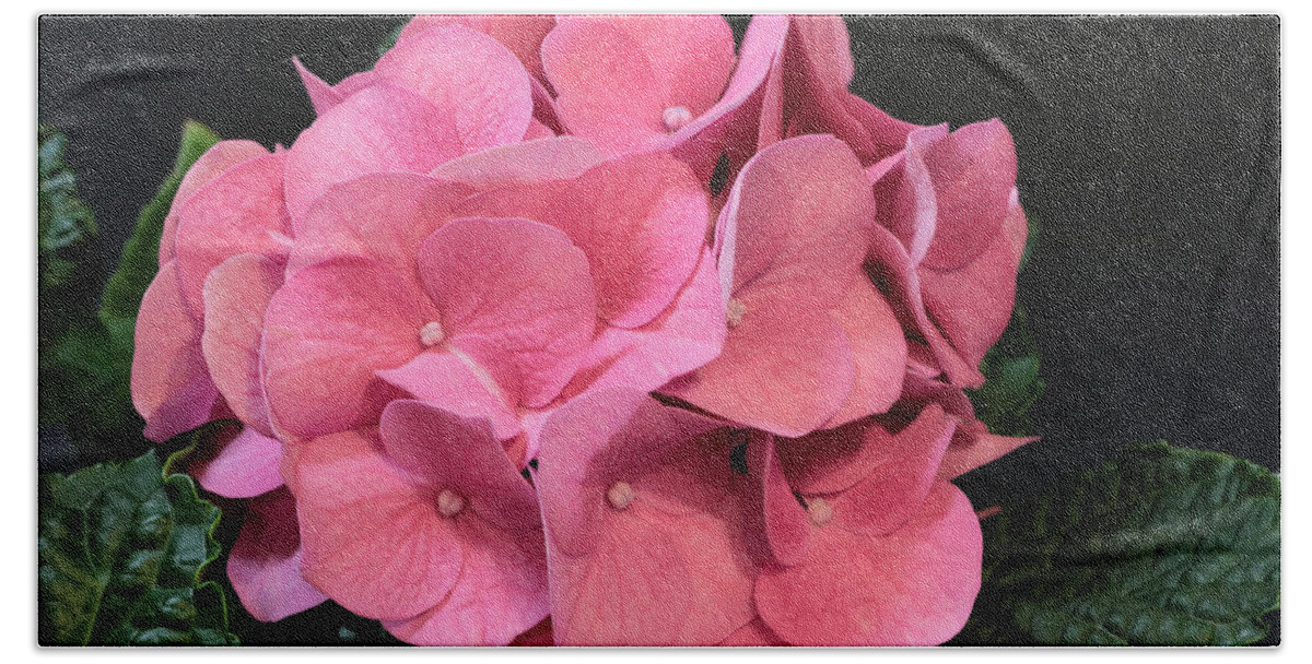 Nature Bath Towel featuring the photograph Pink Hydrangea Bloom by Sheila Brown