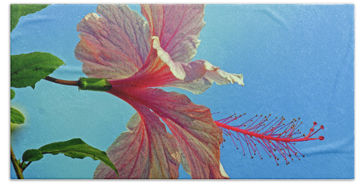Flower Hand Towel featuring the photograph Pink Lady Hibiscus by Larry Nieland