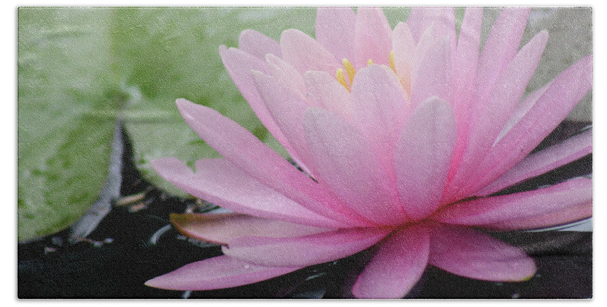 Flower Hand Towel featuring the photograph Pink Water Lily by Mary Anne Delgado