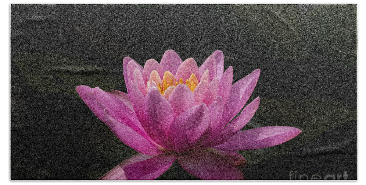 Flower Bath Towel featuring the photograph Pink Lotus by Andrea Silies