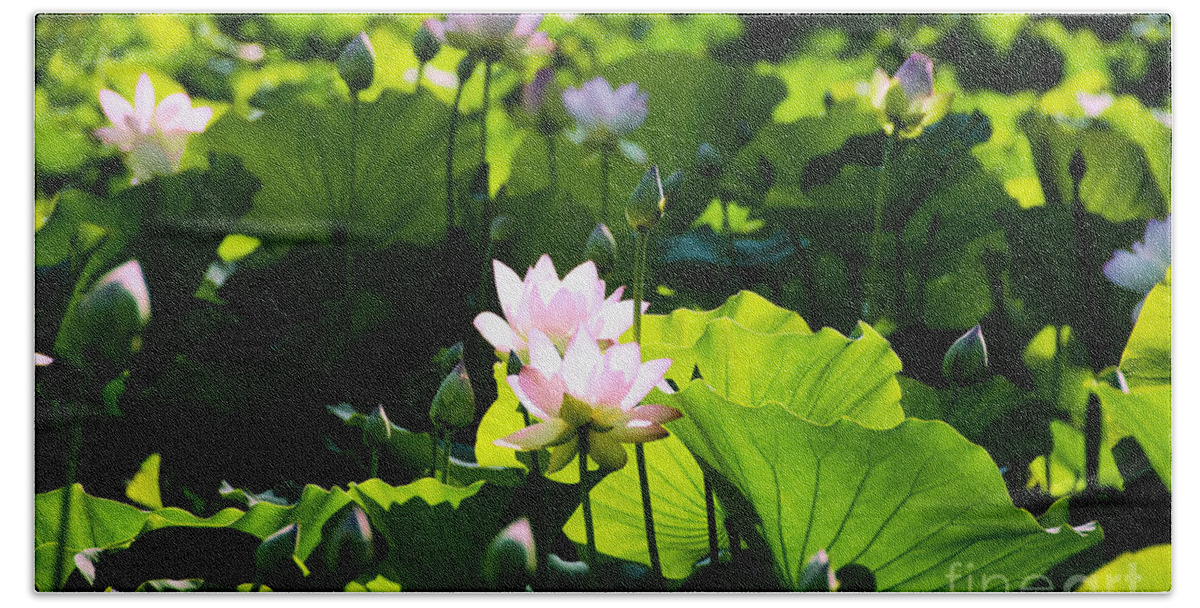 Beautiful Hand Towel featuring the photograph Pink Lotus Blossoms by Ray Laskowitz - Printscapes