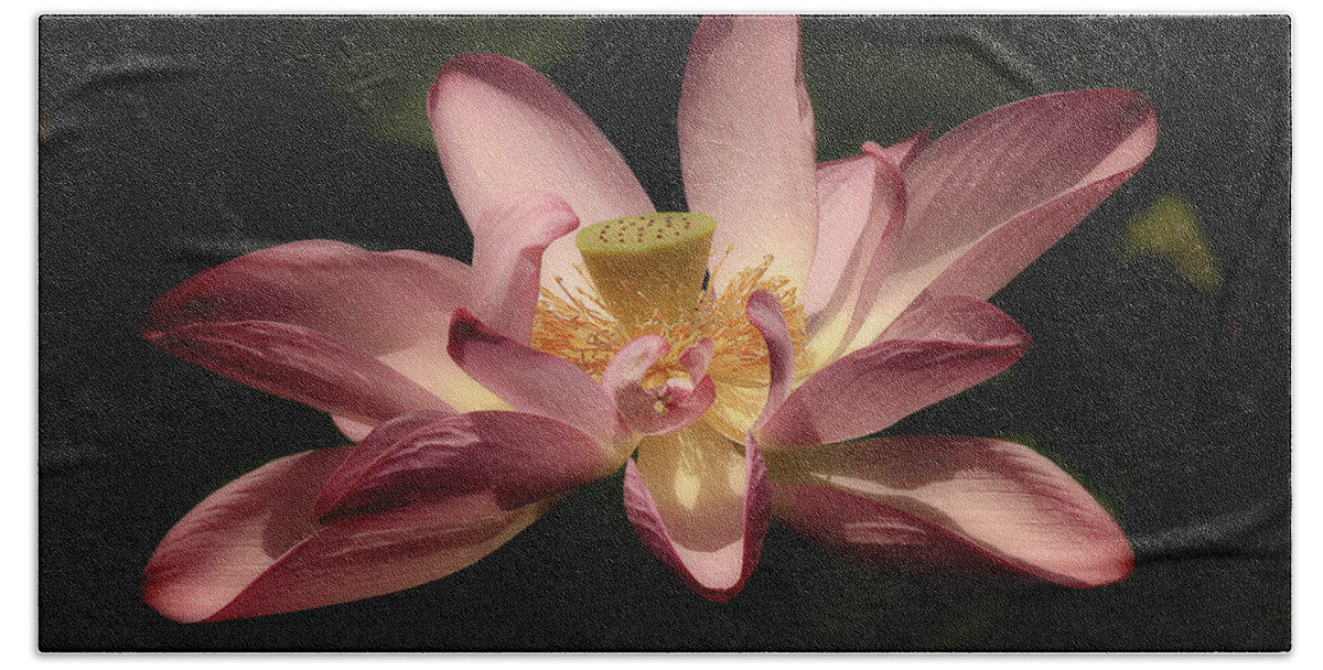 Lotus Bath Towel featuring the photograph Pink Lotus by C Renee Martin