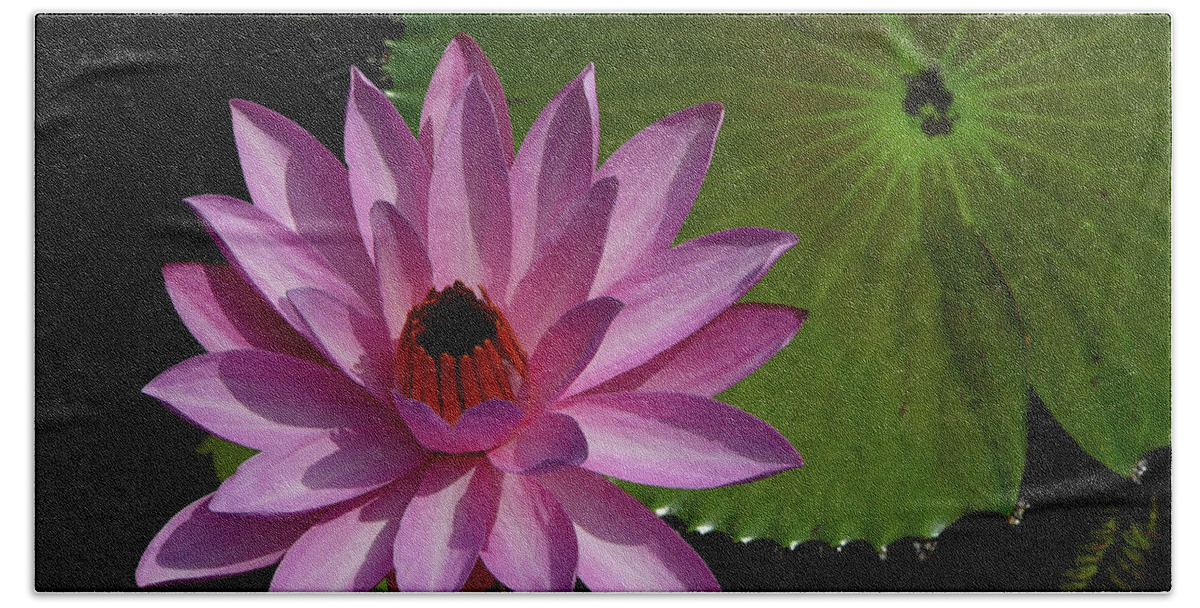 Lotus Hand Towel featuring the photograph Pink Lotus by Evelyn Tambour