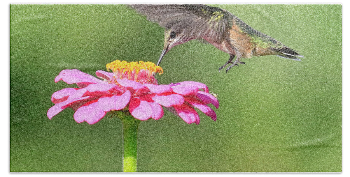 Anna's Hummingbird Bath Towel featuring the photograph Pink Nectar by Steve McKinzie