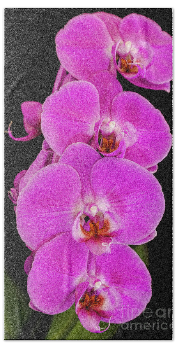 Pink Orchid Bath Towel featuring the photograph Pink orchid against a black background by Andy Myatt