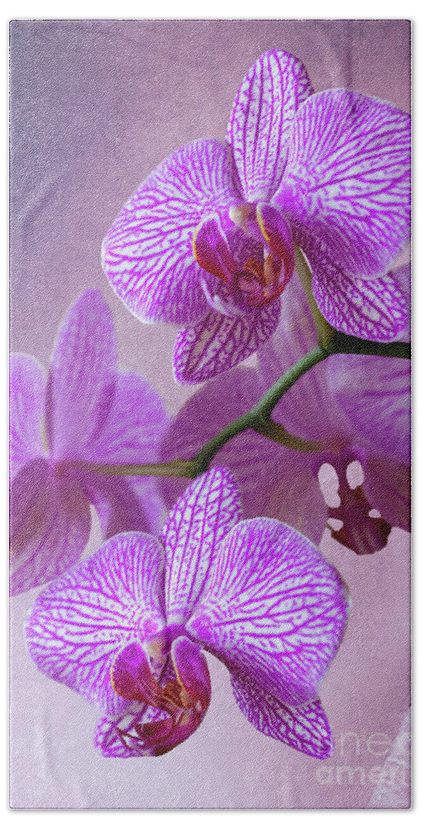 Orchid Bath Towel featuring the photograph Pink Orchids branch by Heiko Koehrer-Wagner