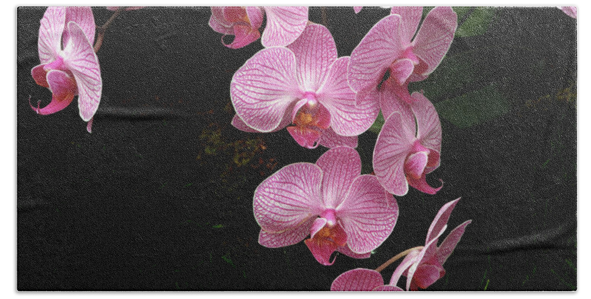 Orchids Bath Towel featuring the photograph Pink Orchids by Mark Ivins