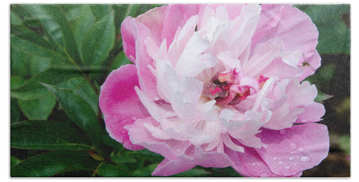 Pink Bath Towel featuring the painting Pink Peony by Laurel Best