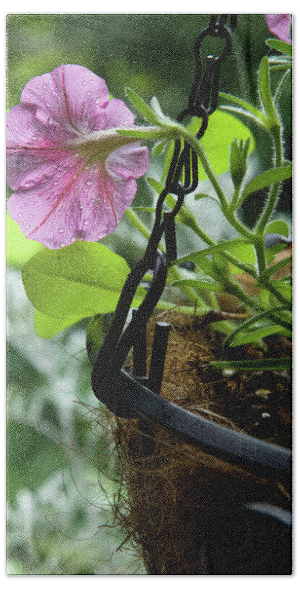 Balcony Garden Bath Towel featuring the photograph Pink Petunia and Hanging Basket, Hunter Hill, Hagerstown, Maryla by James Oppenheim