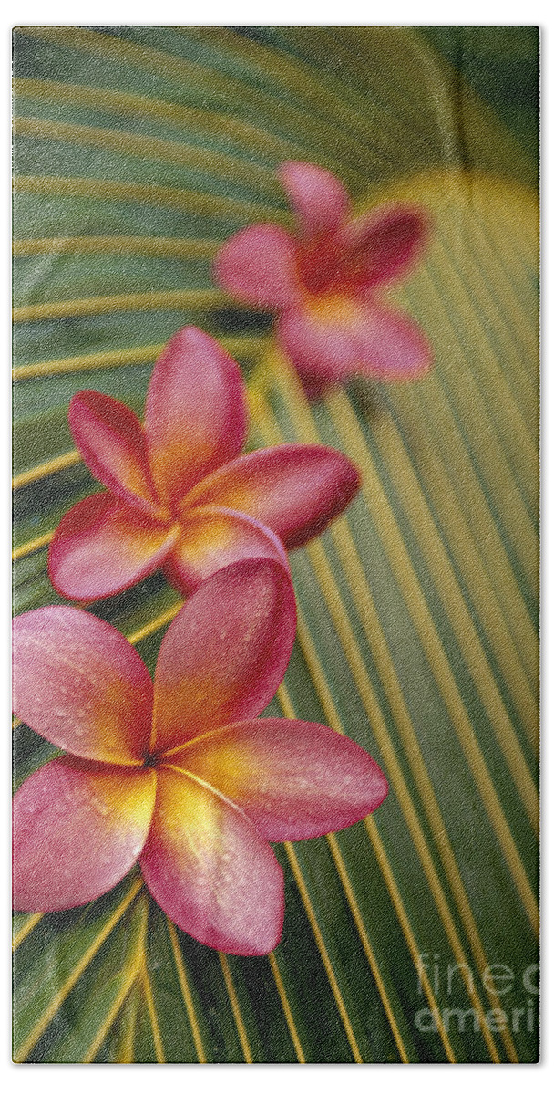 Blossom Hand Towel featuring the photograph Pink Plumeria by Dana Edmunds - Printscapes