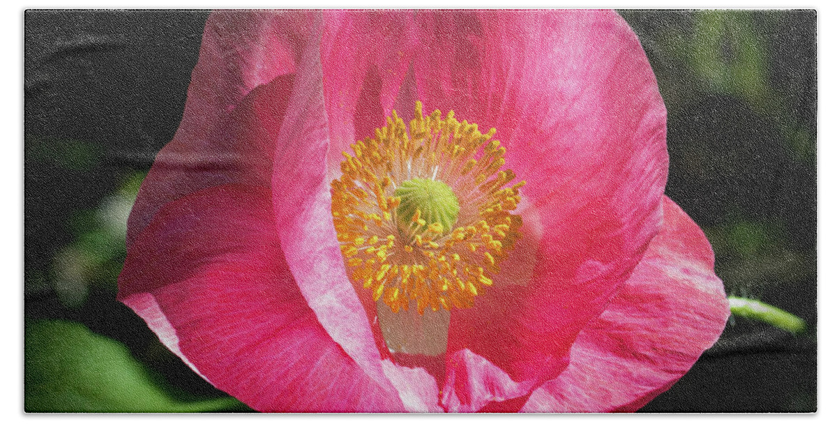 Pink Poppy Bath Towel featuring the photograph Pink Poppy by Mitch Shindelbower