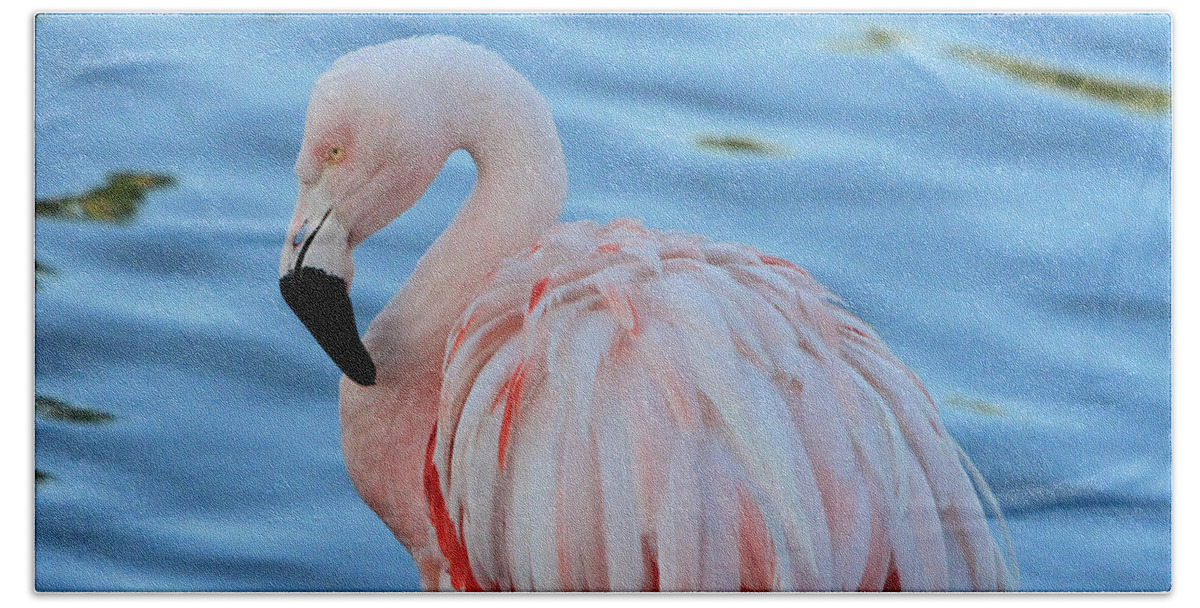 Flamingo Bath Towel featuring the photograph Pink Pose by Shoal Hollingsworth