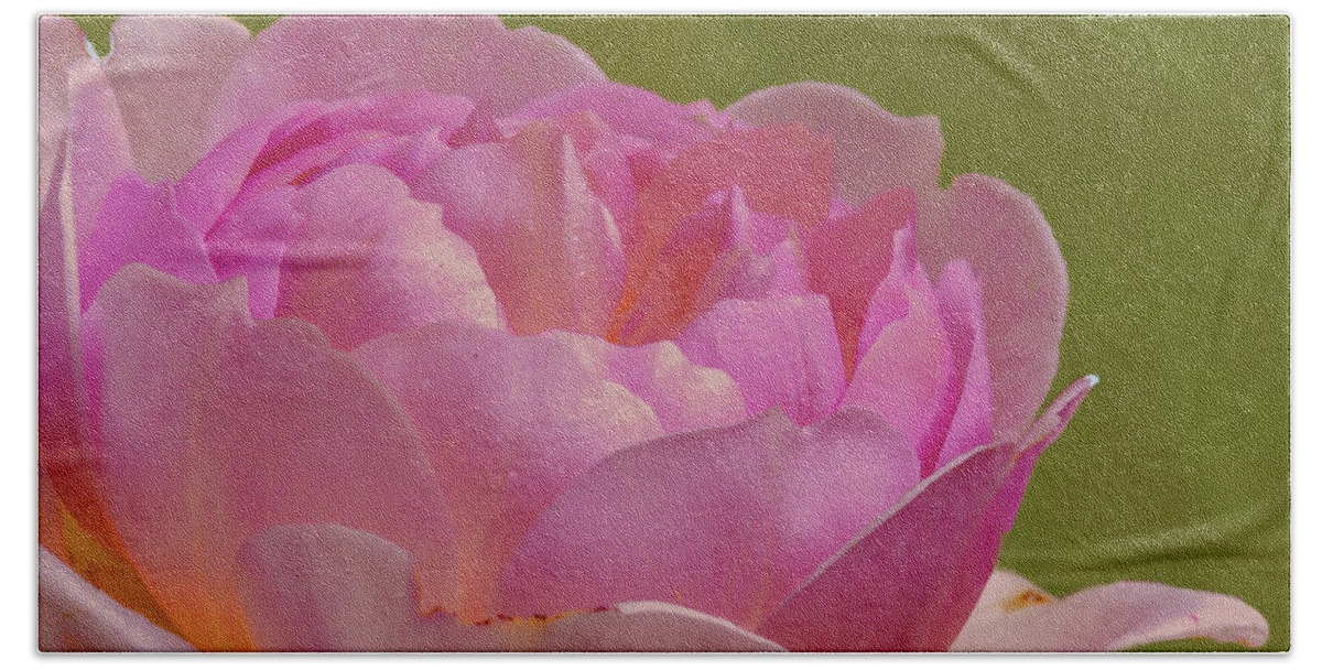 Color Hand Towel featuring the photograph Pink rose #d3 by Leif Sohlman