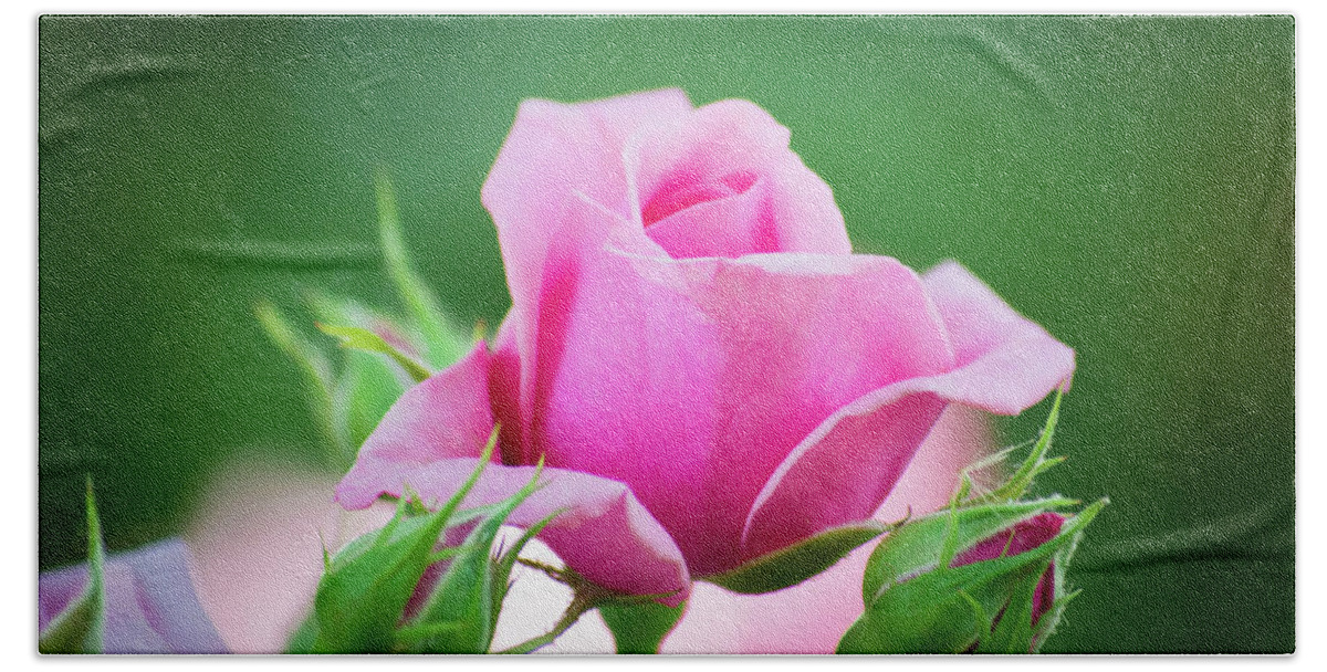 Pink Bath Towel featuring the photograph Pink Rose by Steph Gabler