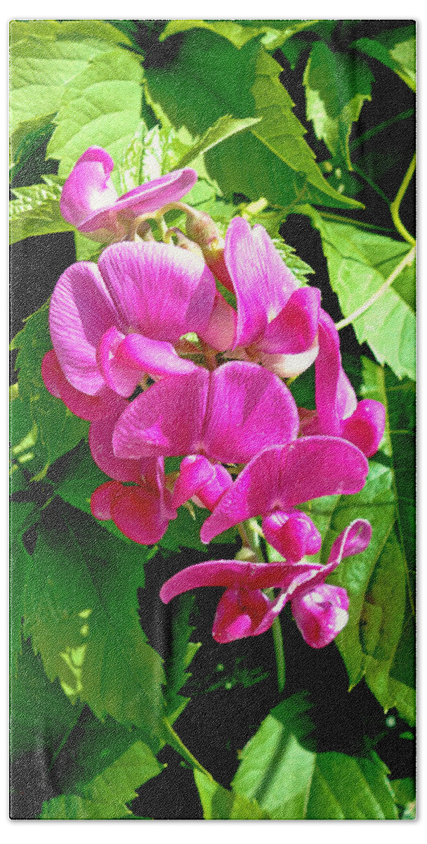 Pink Bath Sheet featuring the photograph Pink Sweet Pea by Robert Meyers-Lussier