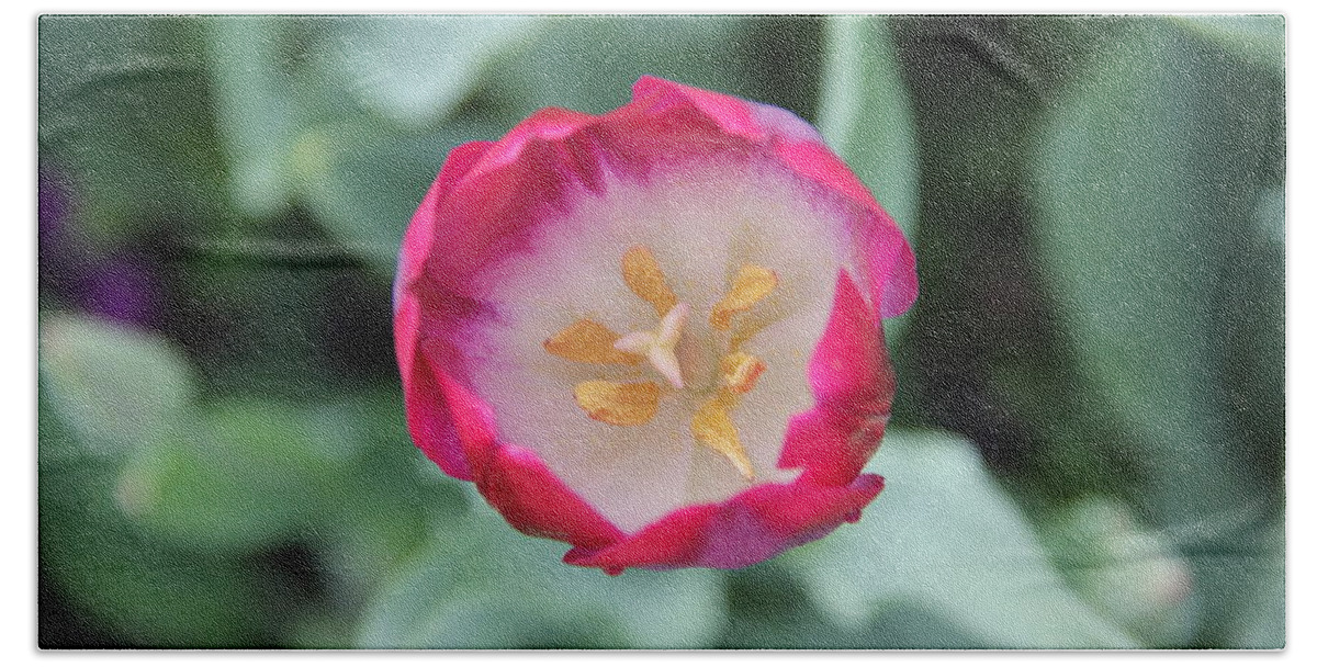 Tulip Bath Towel featuring the photograph Pink Tulip Top View by Allen Nice-Webb