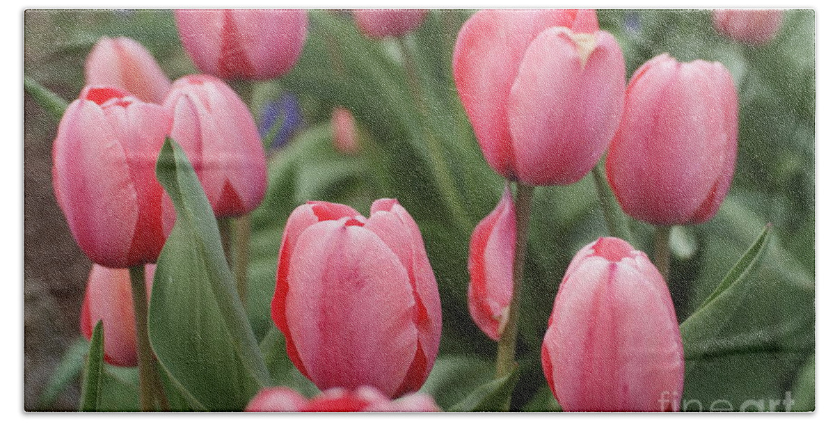 Flower Bath Sheet featuring the photograph Pink Tulips...  # by Rob Luzier