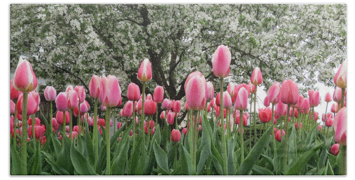 Tulips Hand Towel featuring the photograph Pink Tulips Under Flowering Crab Tree by Patti Deters