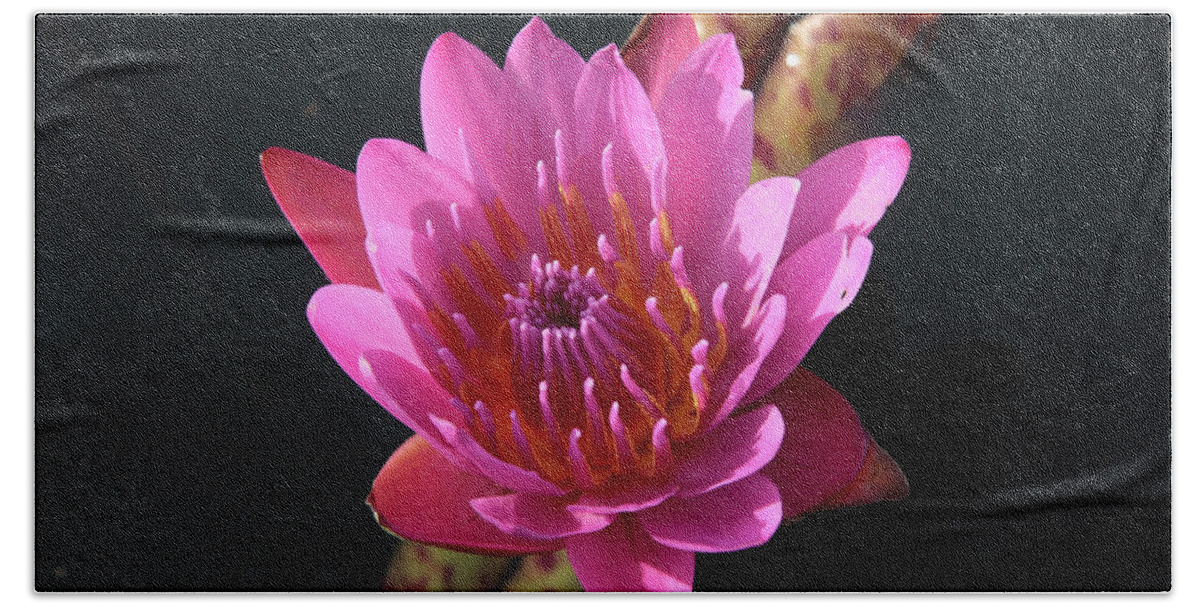 Waterlily Bath Towel featuring the photograph Pink Waterlily by William Kuta