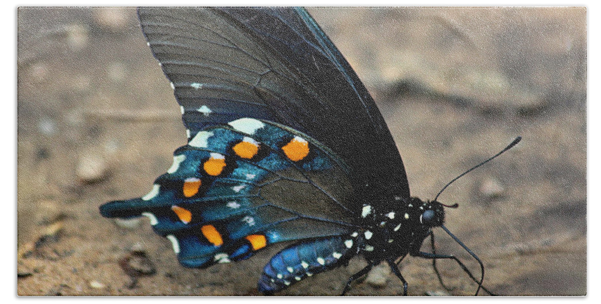 Nature Bath Towel featuring the photograph Pipevine Swallowtail Close-up by Sheila Brown