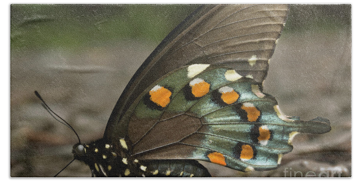Butterfly Bath Towel featuring the photograph Pipevine Swallowtail by Mike Eingle