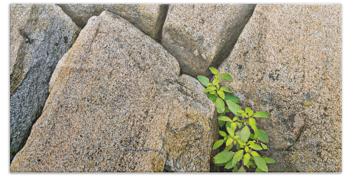 Crevice Bath Towel featuring the photograph Plant in Granite Crevice Abstract by Peter J Sucy