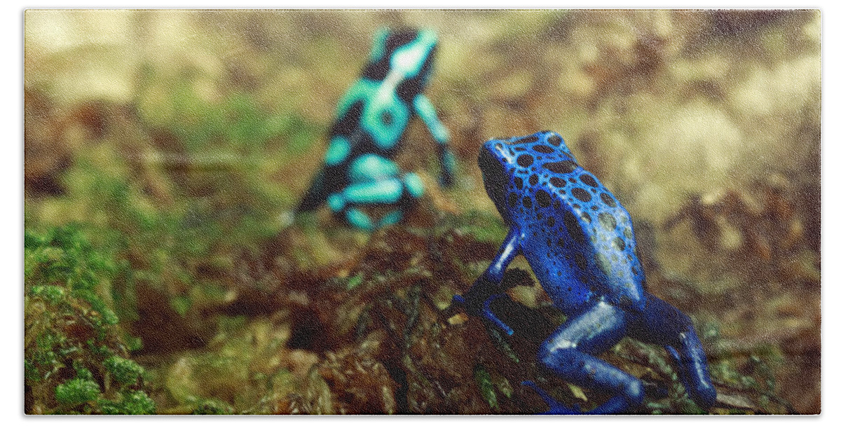 Poison Hand Towel featuring the photograph Poison Dart Frogs by Travis Rogers