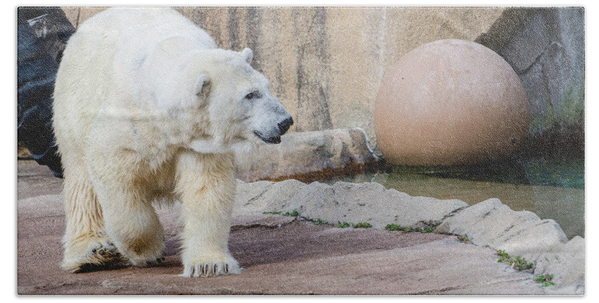 Polar Bear Bath Towel featuring the photograph Polar Bear 2 by Susan McMenamin