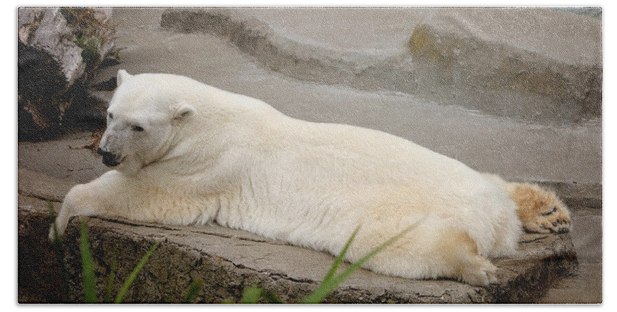 Polar Hand Towel featuring the photograph Polar Bear by Deana Glenz