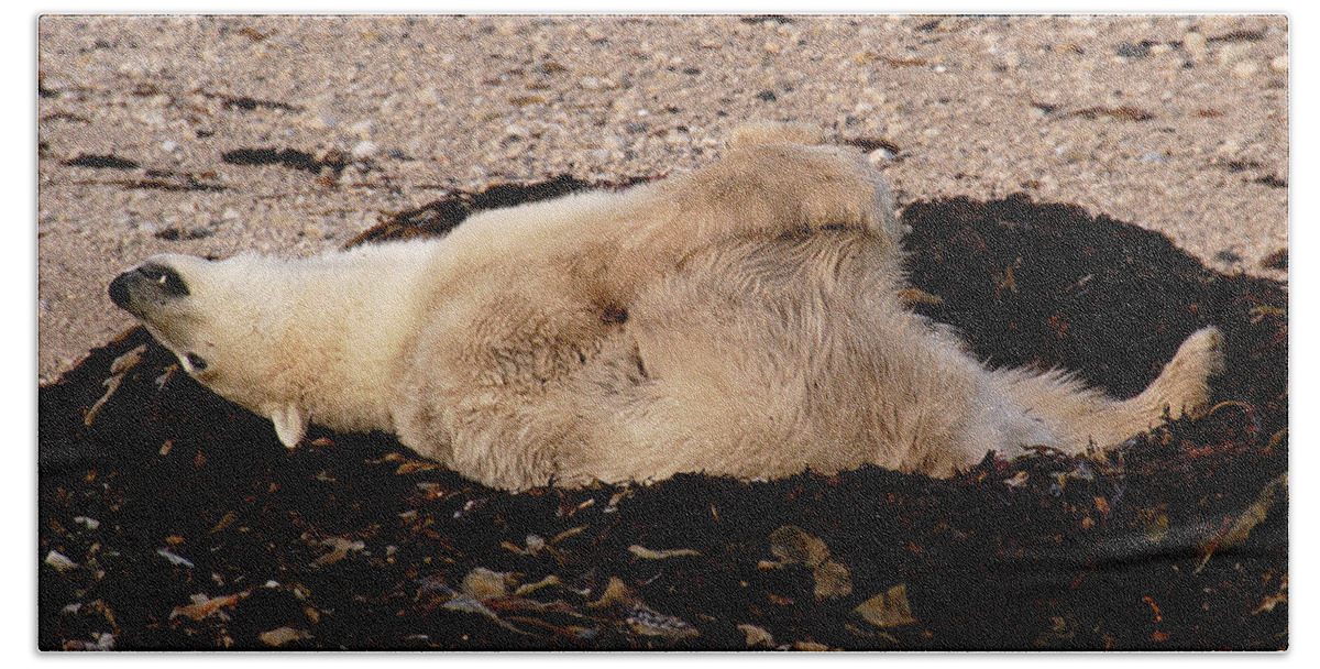 Polar Bath Towel featuring the photograph Polar Bear Warmup by Ted Keller