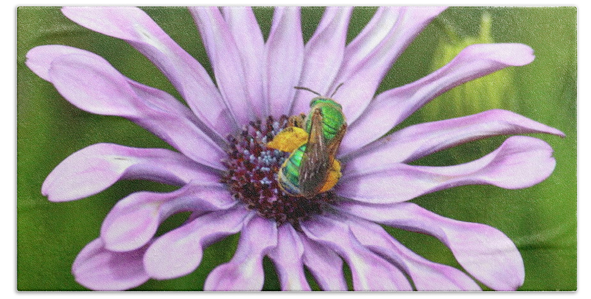 Purple Daisy Bath Towel featuring the photograph Pollen A'Plenty by Carol Groenen