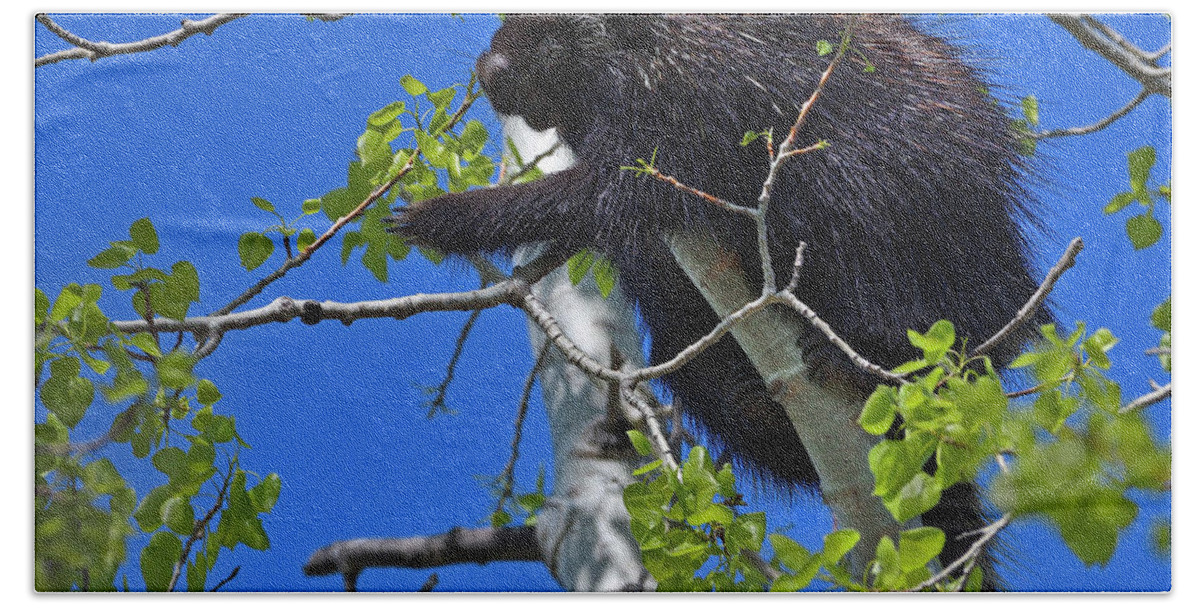 North American Porcupine Bath Towel featuring the photograph Poplar Breakfast by Tony Beck