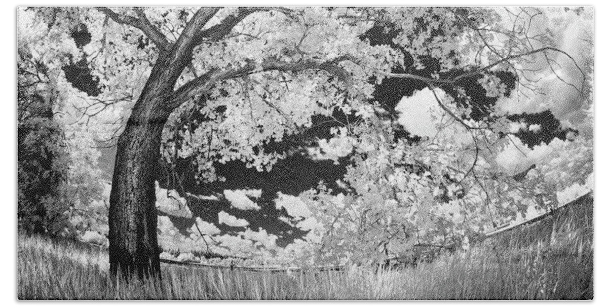 Black And White Bath Towel featuring the photograph Poplar on the Edge of a Field by Dan Jurak