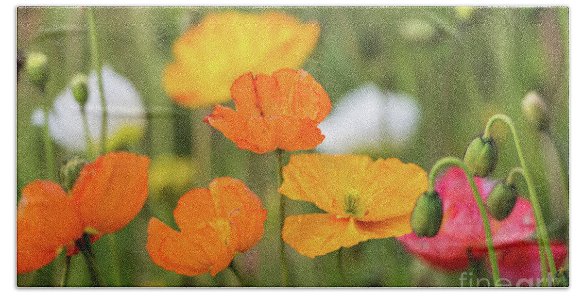 Flower Bath Towel featuring the photograph Poppies 1 by Werner Padarin