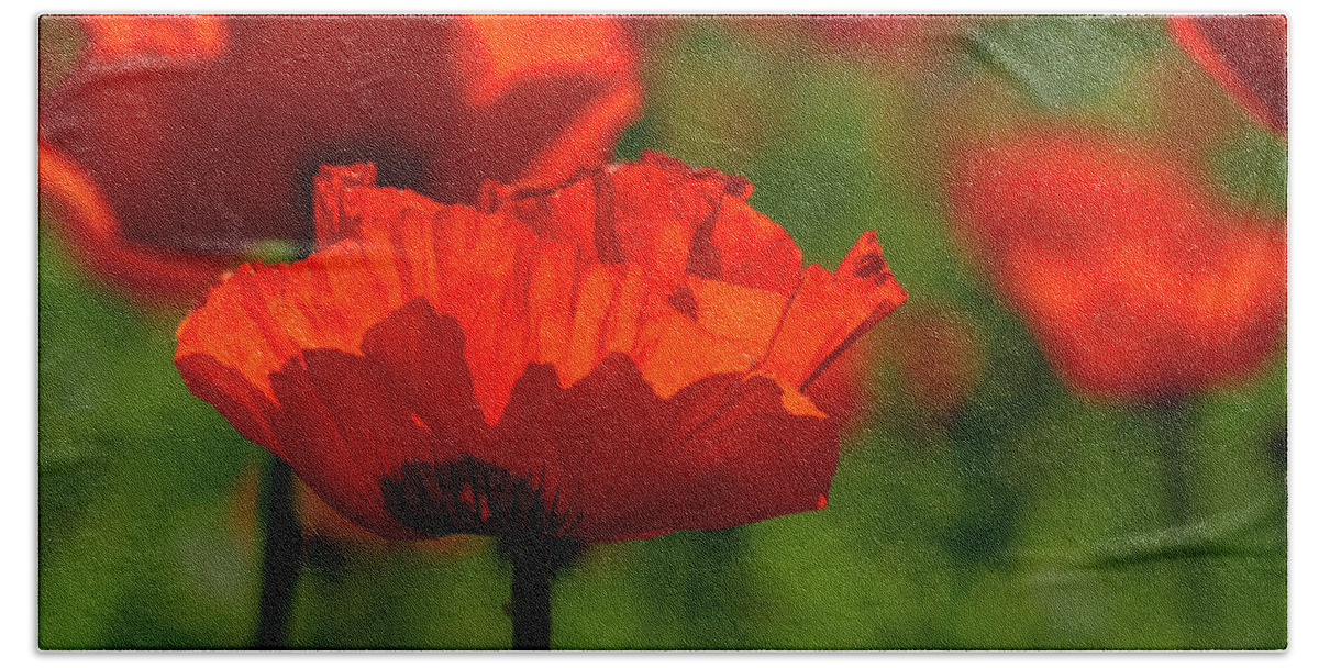 Agriculture Bath Towel featuring the photograph Poppies in a Meadow by Teri Virbickis