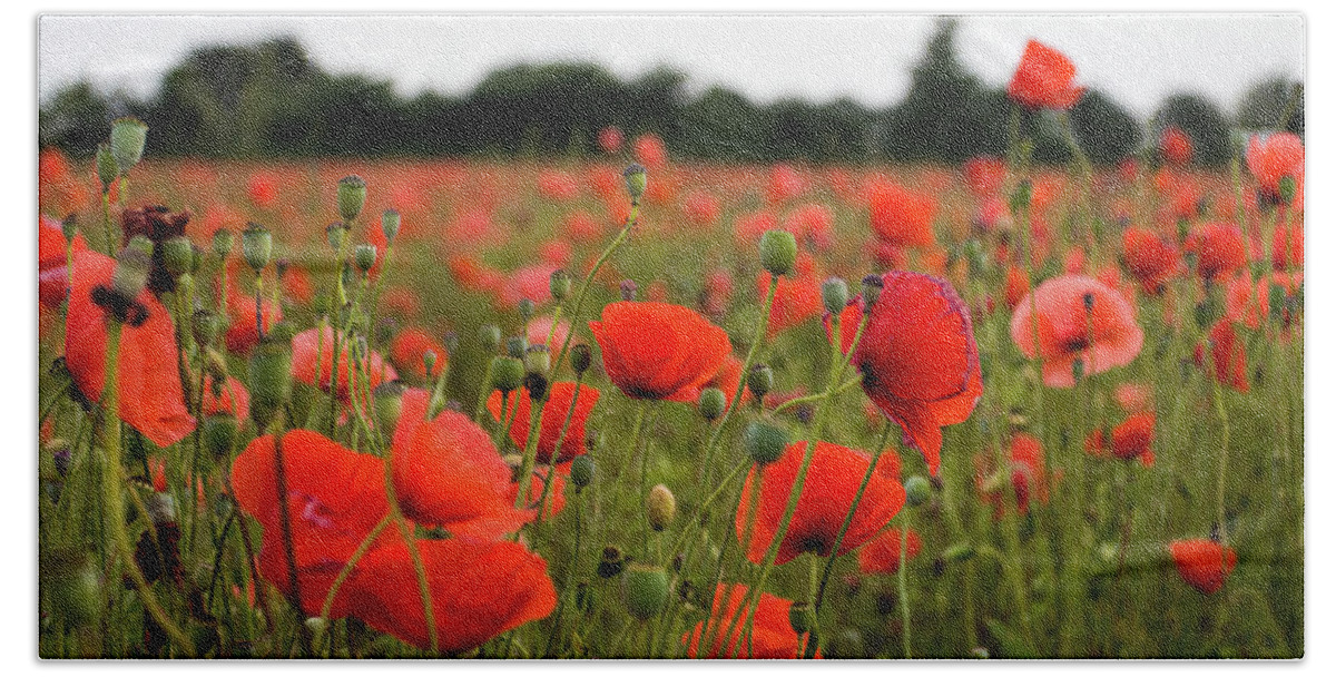 Landscape Bath Towel featuring the photograph Poppies by Leah Palmer