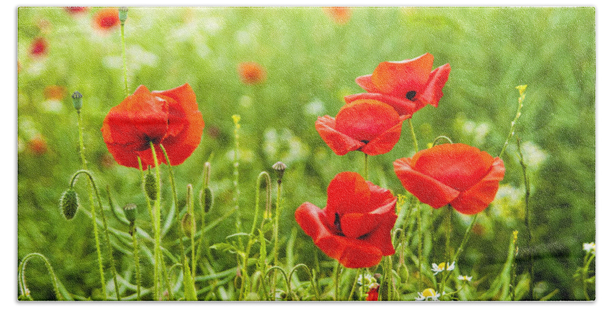 Flowers Hand Towel featuring the photograph Poppies. by John Paul Cullen